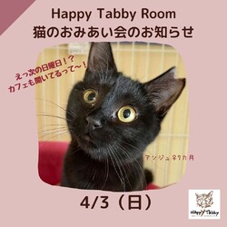 ハッピータビー猫のおみあい会 サムネイル1