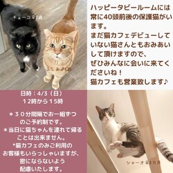 ハッピータビー猫のおみあい会 サムネイル2