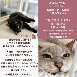 ハッピータビー猫のおみあい会 サムネイル3