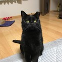 キレイな黒猫の女の子