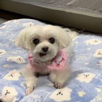 ころん