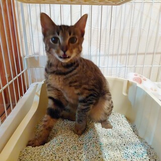 頑張って生きてきたお外の子に家族を