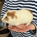 モルモットちゃん達の家族を募集しております！
