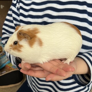 モルモットちゃん達の家族を募集しております！