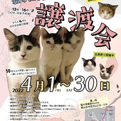 猫の譲渡会@猫の保健室Mucho