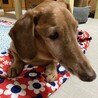 クンタじいちゃん
