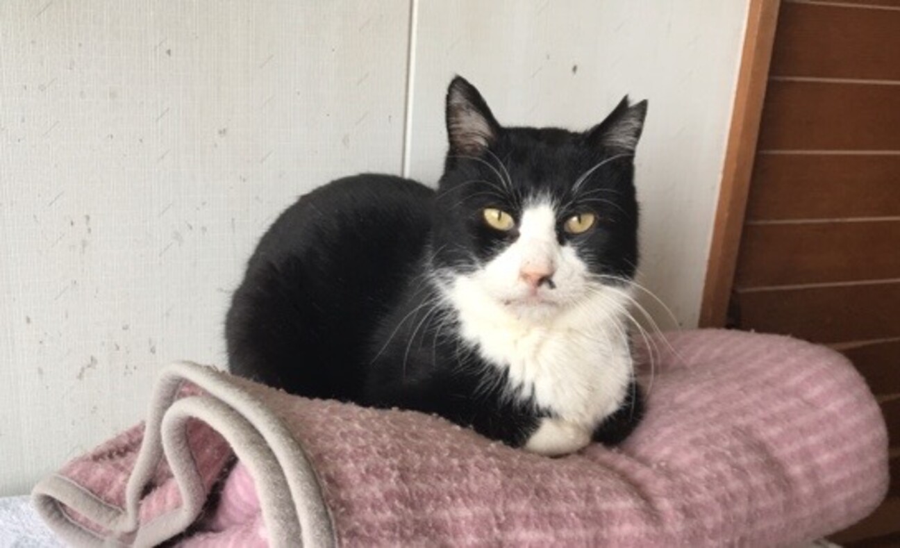 ふんばり親子猫　ハチワレ ハチワレ はっちゃん 温」福島県 - 猫の里親募集(407282