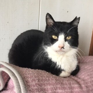 ハチワレ　はっちゃん　温厚で飼いやすい