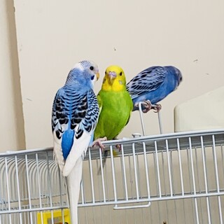 セキセイインコ3羽の里親さんを探しています