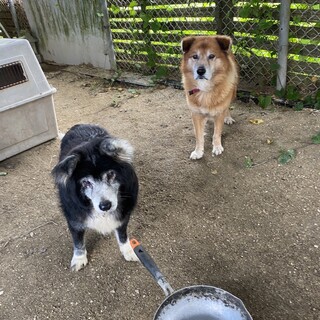 代理投稿☆2頭オス老犬☆至急里親募集！