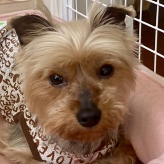 大森（おおもり）家庭犬勉強中のビビリちゃん❤