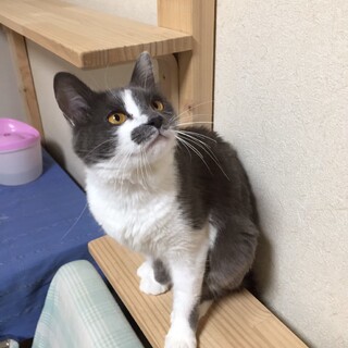 クリクリおめめ＆モフモフしっぽ　パール♀