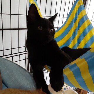 猫との生活がが初めての方にお勧め☆お膝猫