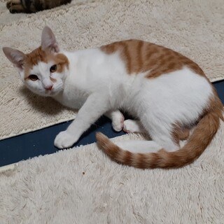 抱っこ大好き！甘えん坊です♡