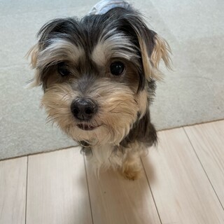 「モアナ」女の子