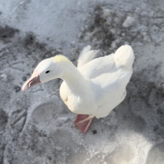 ガチョウ の中雛