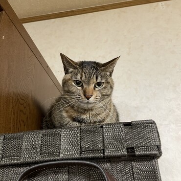 シカ？モモシカ〜？参上(=^ェ^=)