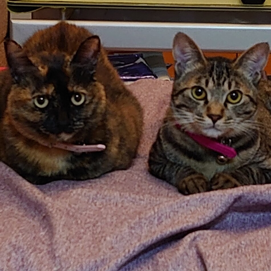 サラトガのカバー写真