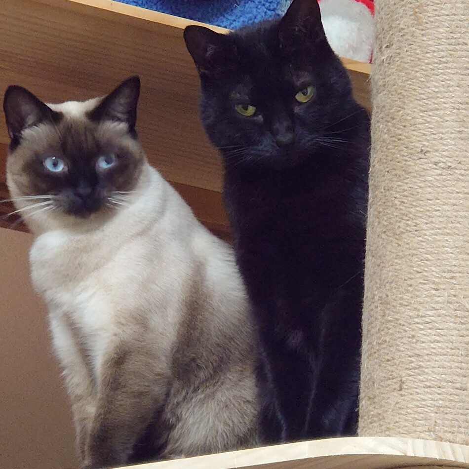 扶桑のカバー写真