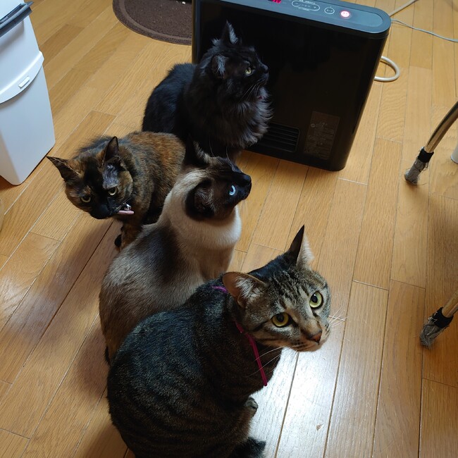 気が付けば猫派のカバー写真