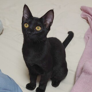 ミルクで育てた懐っこいイブ♡4ヶ月