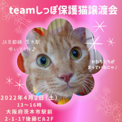 teamしっぽ譲渡会