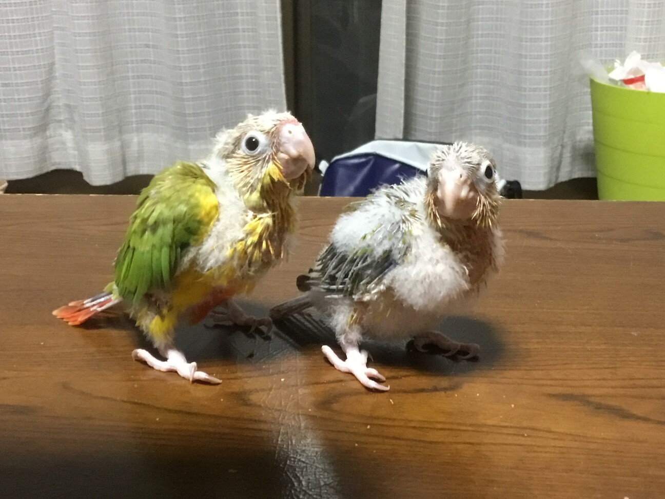 すてぱん様オーダーページ 猫 ウロコインコ ウロコインコ課長の新しいケージは465オカメになりました