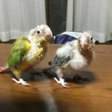 ウロコインコ雛の里親募集