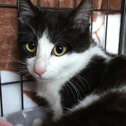 保護ねこ譲渡会inさぽらんて サムネイル2