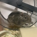 3才3ヶ月 デグーの女の子の里親を募集しています！