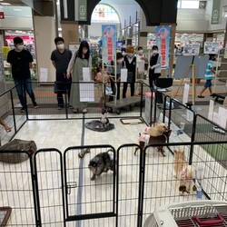 四日市2日間限定譲渡会 in 日永カヨー