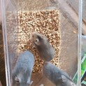 ゴールデンハムスター（グレー♀、アンブロウス♀）