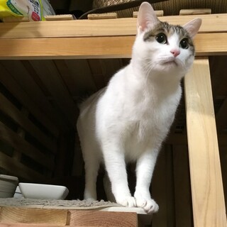 2歳　甘えん坊の女の子です（美猫ちゃん）