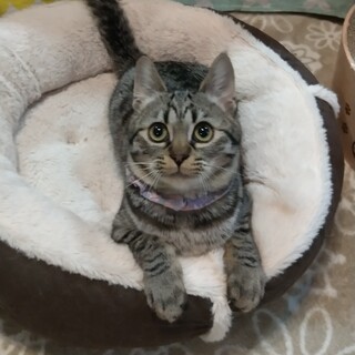 ずっとのおうち決定！まんまる可愛い こみつちゃん