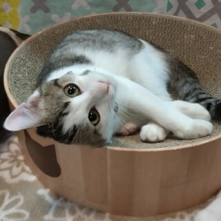 ずっとのおうち決定！お転婆娘　シナノプッチちゃん