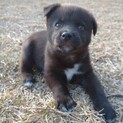生後約1ヶ月の中型犬子犬♂「そら」