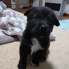 生後約1ヶ月の中型犬子犬♂「そら」 サムネイル5
