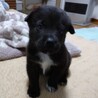 生後約1ヶ月の中型犬子犬♂「そら」 サムネイル6