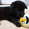 生後約1ヶ月の中型犬子犬♂「そら」 サムネイル7
