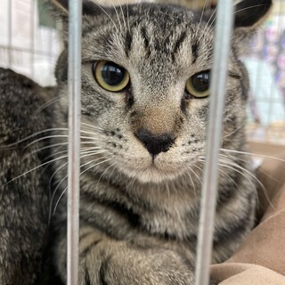 遊ぶ事が大好き❤️キジトラ男子アキオ