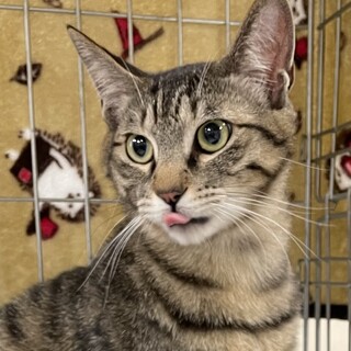 馴れてきました❤️キジトラ男子ハルオ