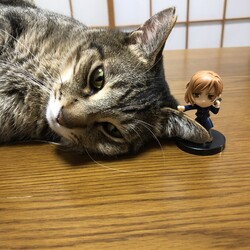 野薔薇ちゃんと猫