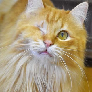 長毛イケメン王子のサニー君