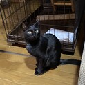 雨の中ひとりでいた黒猫ノコノコ