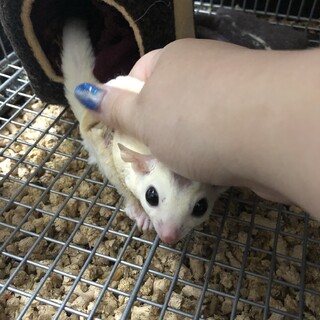 フクロモモンガ　役3歳♂