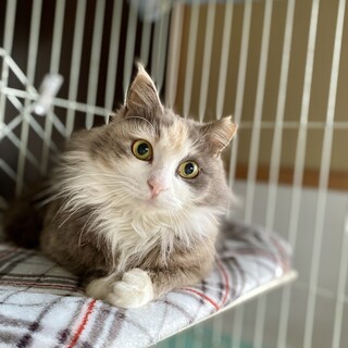 コロコロ甘えん坊のパステル長毛ふわりちゃん