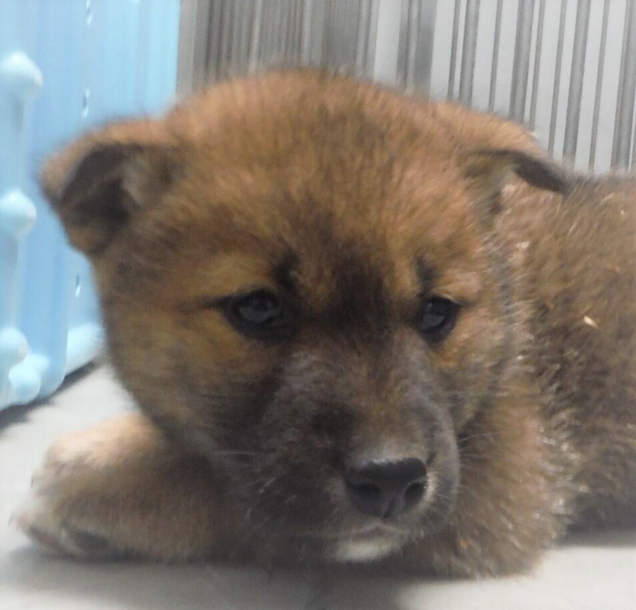 3 5 58 可愛い子犬 山口県 犬の里親募集 ペットのおうち 月間利用者150万人