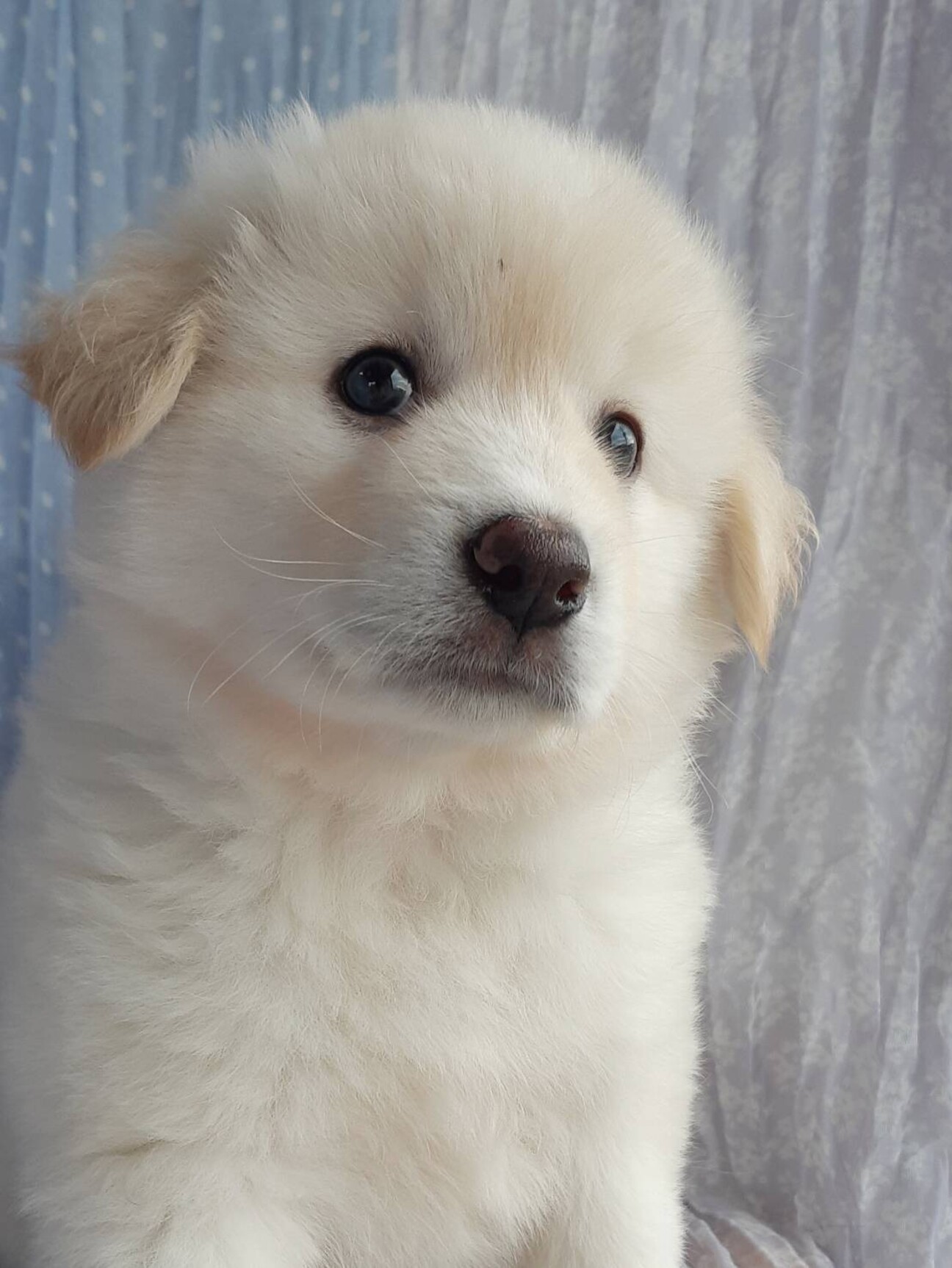 保健所からレスキューした」山口県 - 犬の里親募集(407516) 1枚目の