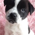 保健所からレスキューした子犬♂チップ