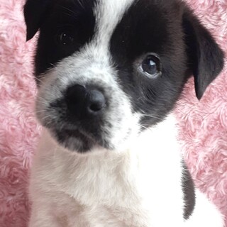 保健所からレスキューした子犬♂チップ